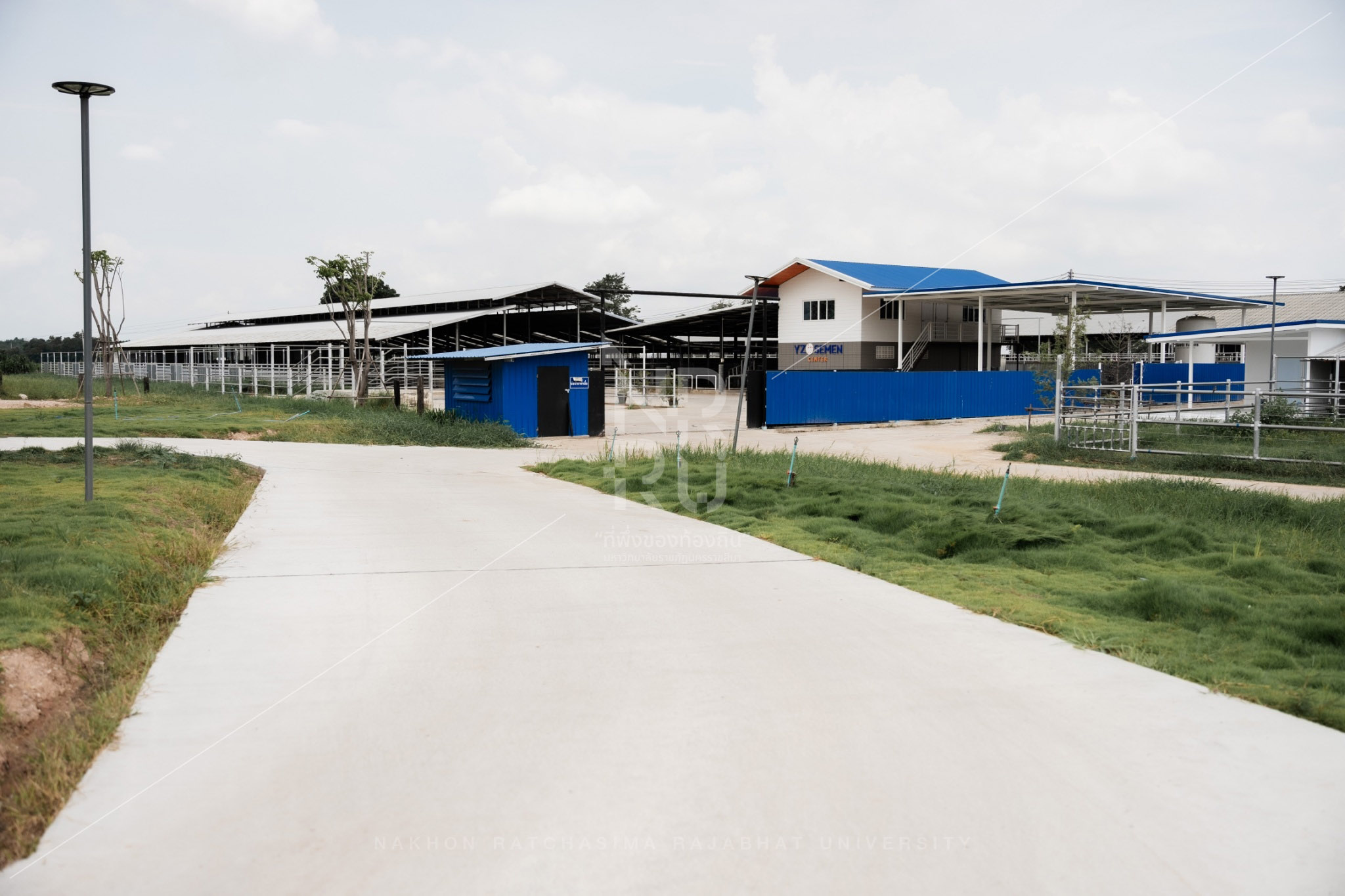 YZ Beef Cattle Farm in Si Khio District (1)